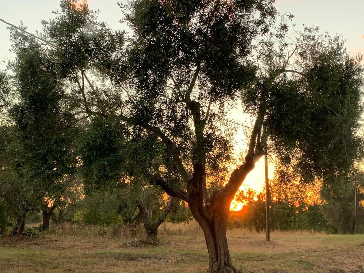 Casale Degli Ulivi Maccarese Villa Le Cerquete Buitenkant foto